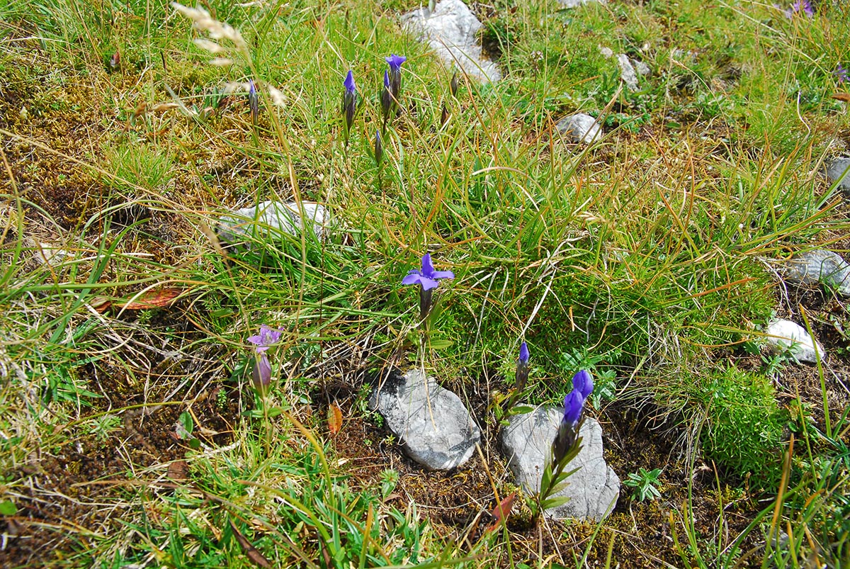 Habitat